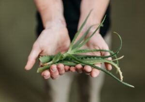Aloe Vera For Skin Allergy 